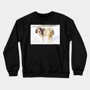 Spinone in a Snowstorm Crewneck Sweatshirt